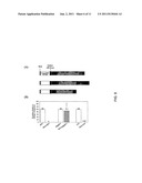 METHODS AND COMPOSITIONS FOR TARGETED DELIVERY OF GENE THERAPEUTIC VECTORS diagram and image