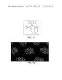 ORDERED POROUS MESOSTRUCTURED MATERIALS FROM NANOPARTICLE-BLOCK COPOLYMER     SELF-ASSEMBLY diagram and image
