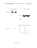 COMPOSITIONS AND METHODS FOR DIFFERENTIAL REGULATION OF FATTY ACID     UNSATURATION IN MEMBRANE LIPIDS AND SEED OIL diagram and image