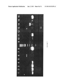 COMPOSITIONS AND METHODS FOR DIFFERENTIAL REGULATION OF FATTY ACID     UNSATURATION IN MEMBRANE LIPIDS AND SEED OIL diagram and image