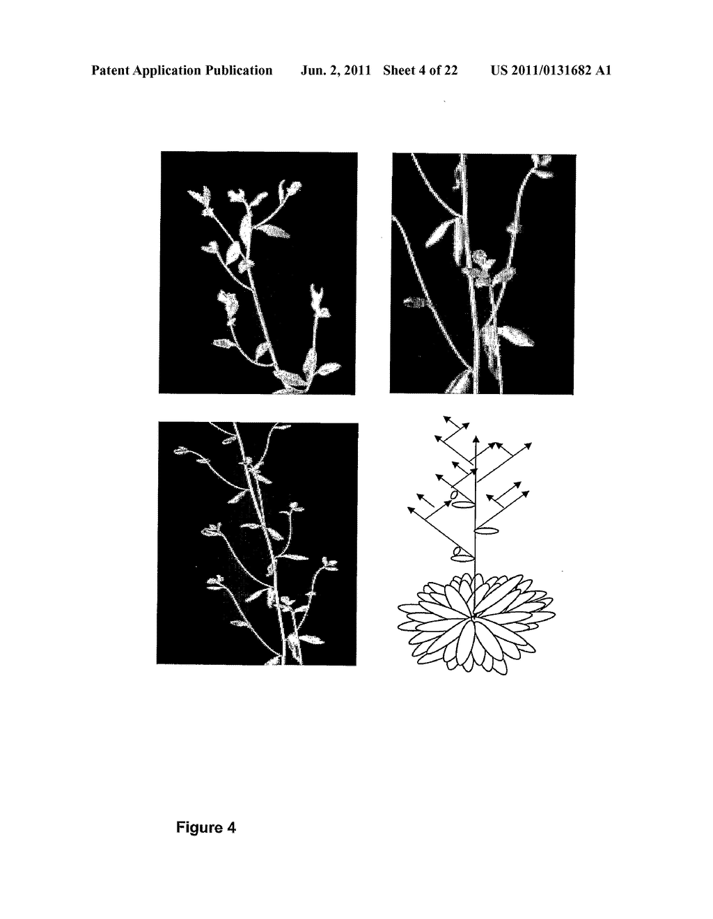 Means and Methods for Controlling Flowering in Plants - diagram, schematic, and image 05