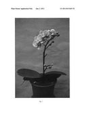 Phalaenopsis plant named  TAIDA LITTLE ZEBRA  diagram and image