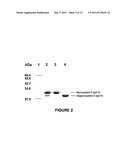 CHEMICAL MODIFICATION OF ANTIBODY FRAGMENTS diagram and image