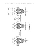 CHEMICAL MODIFICATION OF ANTIBODY FRAGMENTS diagram and image