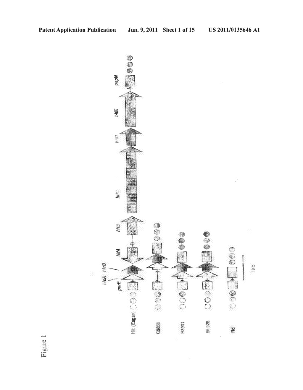 Genes of an Otitis Media Isolate of Nontypeable Haemophilus influenzae - diagram, schematic, and image 02