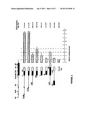 Vascular Endothelial Growth Factor C (VEGF-C) Protein and Gene, Mutants     Thereof, and Uses Thereof diagram and image