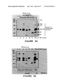 Vascular Endothelial Growth Factor C (VEGF-C) Protein and Gene, Mutants     Thereof, and Uses Thereof diagram and image