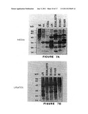 Vascular Endothelial Growth Factor C (VEGF-C) Protein and Gene, Mutants     Thereof, and Uses Thereof diagram and image