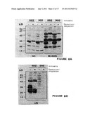 Vascular Endothelial Growth Factor C (VEGF-C) Protein and Gene, Mutants     Thereof, and Uses Thereof diagram and image