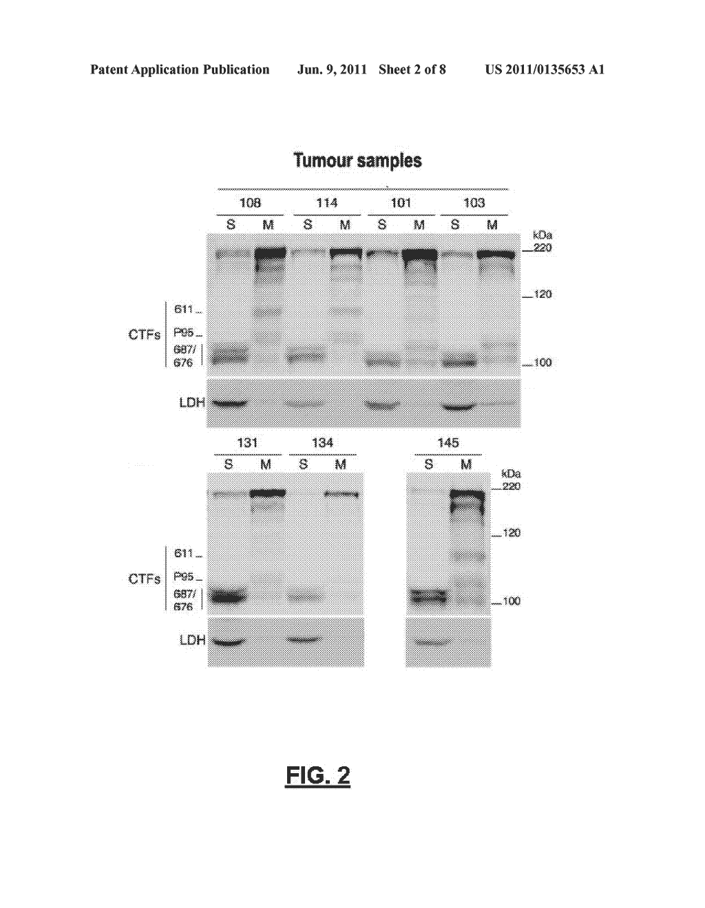 Antibodies Against HER2 Truncated Variant CTF-611 - diagram, schematic, and image 03