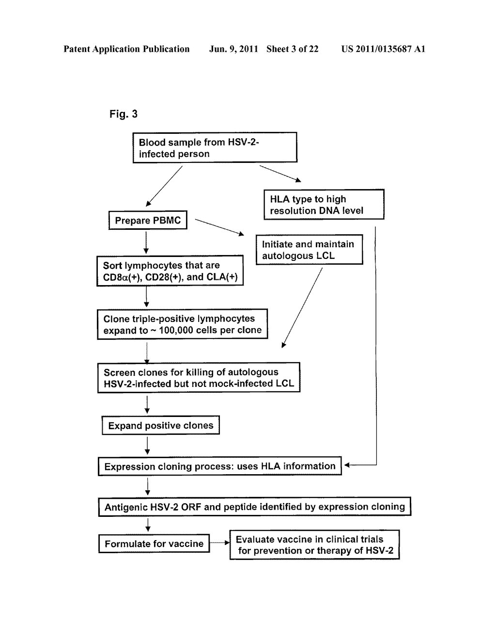 RAPID, EFFICIENT PURIFICATION OF HSV-SPECIFIC T-LYMPHOCYTES AND HSV     ANTIGENS IDENTIFIED VIA SAME - diagram, schematic, and image 04