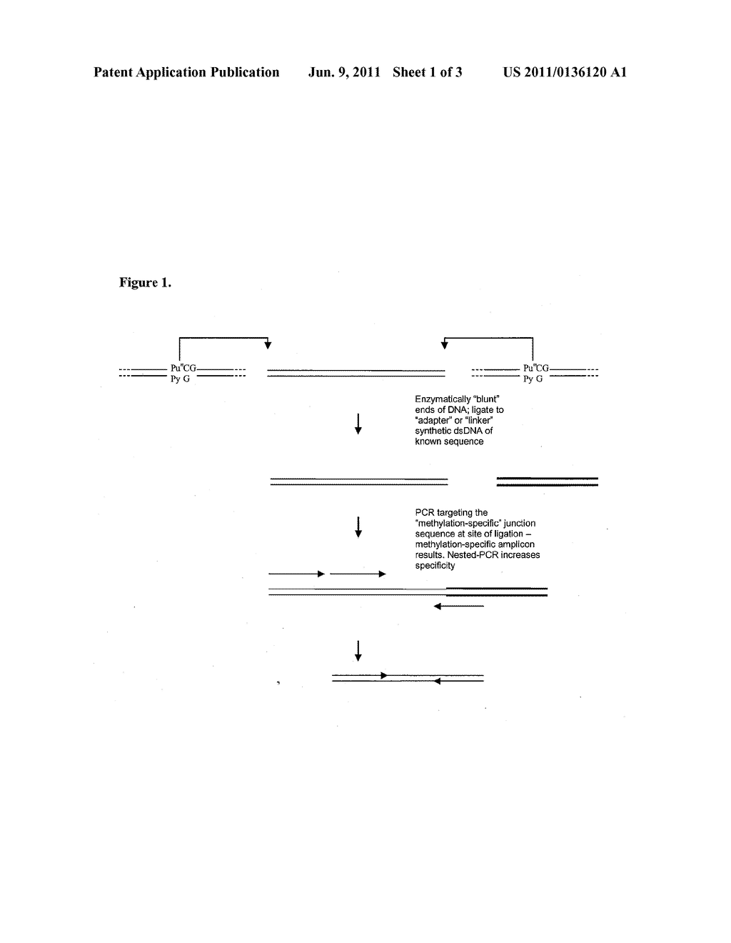 Methods of Identification of Methylation of CPG - diagram, schematic, and image 02