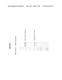 Monoclonal Antibodies Against GMF-B Antigens, and Uses Therefor diagram and image