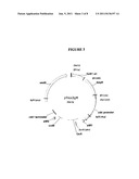 Expression of Catalase in Trichoderma diagram and image