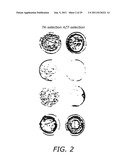 THYMIDINE KINASE MUTANTS AND FUSION PROTEINS HAVING THYMIDINE KINASE AND     GUANYLATE KINASE ACTIVITIES diagram and image