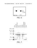 THYMIDINE KINASE MUTANTS AND FUSION PROTEINS HAVING THYMIDINE KINASE AND     GUANYLATE KINASE ACTIVITIES diagram and image