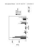 THYMIDINE KINASE MUTANTS AND FUSION PROTEINS HAVING THYMIDINE KINASE AND     GUANYLATE KINASE ACTIVITIES diagram and image