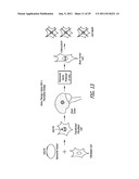 THYMIDINE KINASE MUTANTS AND FUSION PROTEINS HAVING THYMIDINE KINASE AND     GUANYLATE KINASE ACTIVITIES diagram and image