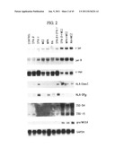 MDA-7 PROTEINS AND METHODS OF USE THEREOF diagram and image