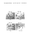 MDA-7 PROTEINS AND METHODS OF USE THEREOF diagram and image