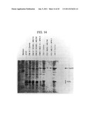 MDA-7 PROTEINS AND METHODS OF USE THEREOF diagram and image