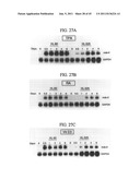 MDA-7 PROTEINS AND METHODS OF USE THEREOF diagram and image