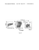 Cultured Hematopoietic Stem Cells and Method for Expansion and Analysis     Thereof diagram and image