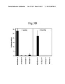 Cultured Hematopoietic Stem Cells and Method for Expansion and Analysis     Thereof diagram and image