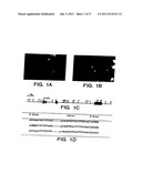 Survivin, a protein that inhibits cellular apoptosis, and its modulation diagram and image