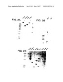 Survivin, a protein that inhibits cellular apoptosis, and its modulation diagram and image