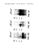 Survivin, a protein that inhibits cellular apoptosis, and its modulation diagram and image