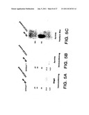 Survivin, a protein that inhibits cellular apoptosis, and its modulation diagram and image