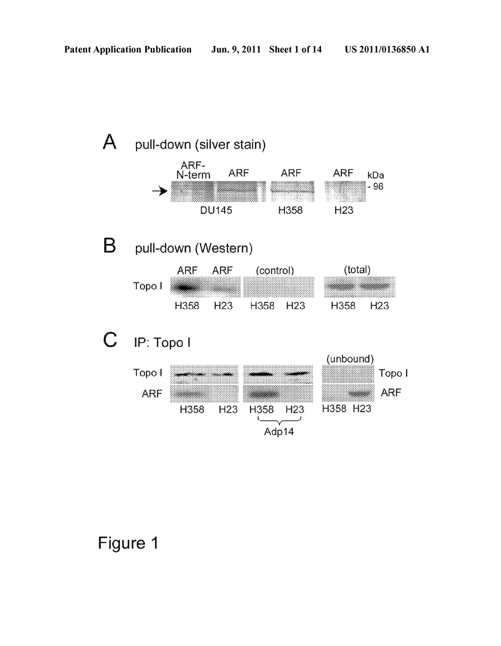 METHODS AND COMPOSITIONS FOR TOPOISOMERASE I MODULATED TUMOR SUPPRESSION - diagram, schematic, and image 02