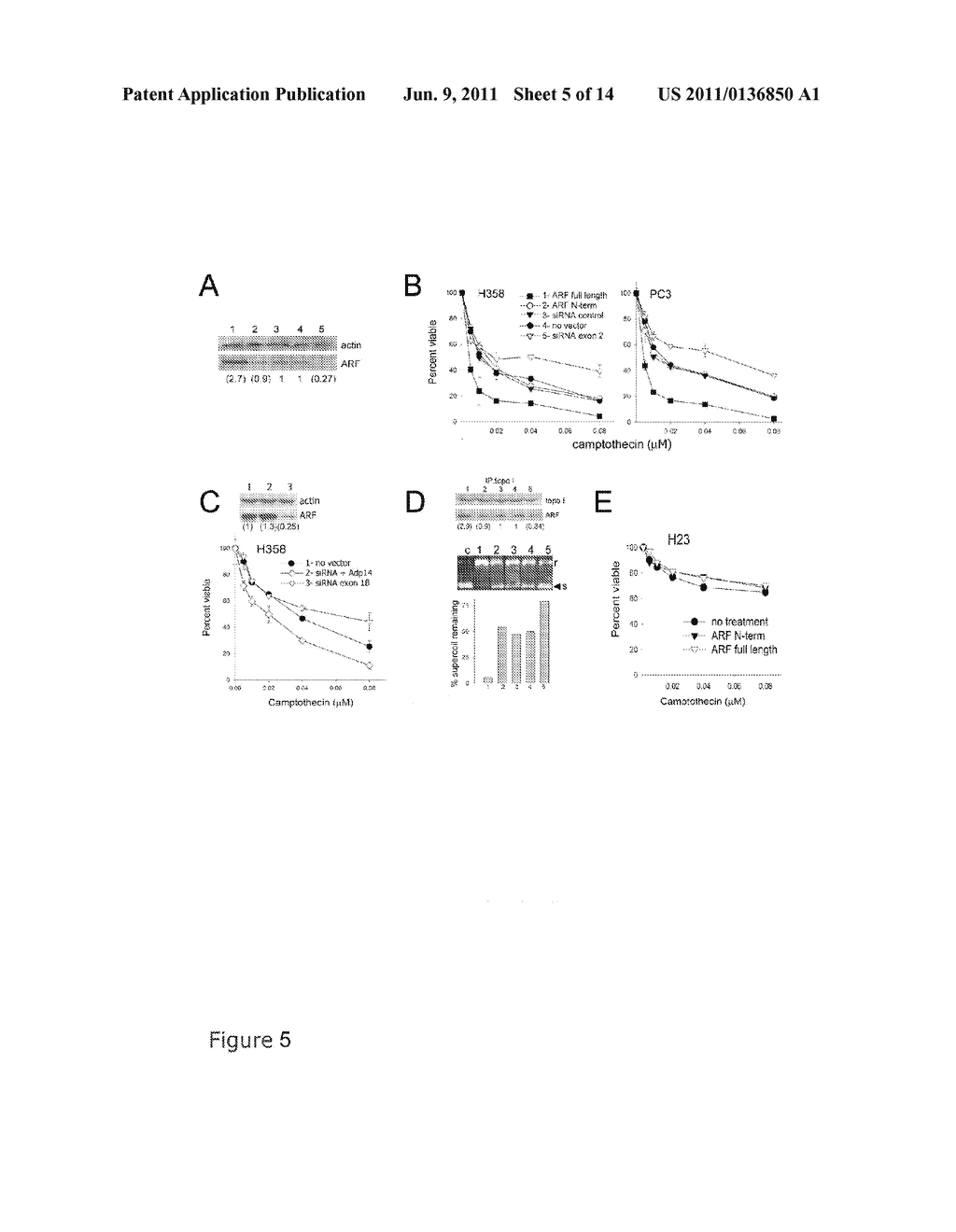 METHODS AND COMPOSITIONS FOR TOPOISOMERASE I MODULATED TUMOR SUPPRESSION - diagram, schematic, and image 06