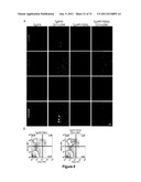 Targeting TGF-beta as a Therapy for Alzheimer s Disease diagram and image