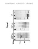 POLYNUCLEOTIDES AND POLYPEPTIDES ENCODED THEREFROM AND METHODS OF USING     SAME FOR INCREASING BIOMASS IN PLANTS AND PLANTS GENERATED THEREBY diagram and image