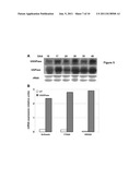 POLYNUCLEOTIDES AND POLYPEPTIDES ENCODED THEREFROM AND METHODS OF USING     SAME FOR INCREASING BIOMASS IN PLANTS AND PLANTS GENERATED THEREBY diagram and image