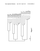 POLYNUCLEOTIDES AND POLYPEPTIDES ENCODED THEREFROM AND METHODS OF USING     SAME FOR INCREASING BIOMASS IN PLANTS AND PLANTS GENERATED THEREBY diagram and image