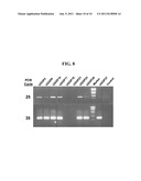 POLYNUCLEOTIDES AND POLYPEPTIDES ENCODED THEREFROM AND METHODS OF USING     SAME FOR INCREASING BIOMASS IN PLANTS AND PLANTS GENERATED THEREBY diagram and image