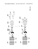 Method And Composition For The Treatment Of Cancer By The Enzymatic     Conversion Of Soluble Radioactive Toxic Precipitates In The Cancer diagram and image