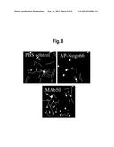 NEUTRALIZING MONOCLONAL ANTIBODIES AGAINST THE NOGO-66 RECEPTOR (NgR) AND     USES THEREOF diagram and image