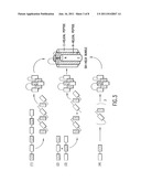 Methods of Eliciting Broadly Neutralizing Antibodies Targeting HIV-1 GP41 diagram and image