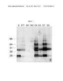 MEMBRANE PROXIMAL REGION OF HIV GP41 ANCHORED TO THE LIPID LAYER OF A     VIRUS-LIKE PARTICLE VACCINE diagram and image