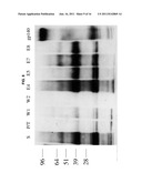 MEMBRANE PROXIMAL REGION OF HIV GP41 ANCHORED TO THE LIPID LAYER OF A     VIRUS-LIKE PARTICLE VACCINE diagram and image