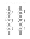 MEMBRANE PROXIMAL REGION OF HIV GP41 ANCHORED TO THE LIPID LAYER OF A     VIRUS-LIKE PARTICLE VACCINE diagram and image