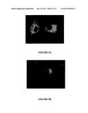 POLYNUCLEOTIDES ALLOWING THE EXPRESSION AND SECRETION OF RECOMBINANT     PSEUDO-VIRUS CONTAINING FOREIGN EPITOPES, THEIR PRODUCTION, AND USE diagram and image