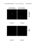 POLYNUCLEOTIDES ALLOWING THE EXPRESSION AND SECRETION OF RECOMBINANT     PSEUDO-VIRUS CONTAINING FOREIGN EPITOPES, THEIR PRODUCTION, AND USE diagram and image