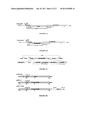 POLYNUCLEOTIDES ALLOWING THE EXPRESSION AND SECRETION OF RECOMBINANT     PSEUDO-VIRUS CONTAINING FOREIGN EPITOPES, THEIR PRODUCTION, AND USE diagram and image