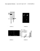 POLYNUCLEOTIDES ALLOWING THE EXPRESSION AND SECRETION OF RECOMBINANT     PSEUDO-VIRUS CONTAINING FOREIGN EPITOPES, THEIR PRODUCTION, AND USE diagram and image