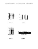 POLYNUCLEOTIDES ALLOWING THE EXPRESSION AND SECRETION OF RECOMBINANT     PSEUDO-VIRUS CONTAINING FOREIGN EPITOPES, THEIR PRODUCTION, AND USE diagram and image